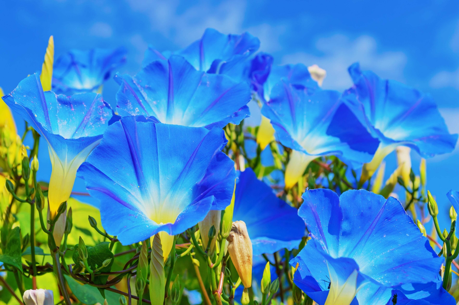 50 HEAVENLY BLUE MORNING GLORY Vine Ipomoea Tricolor Flower Seeds *Flat Shipping
