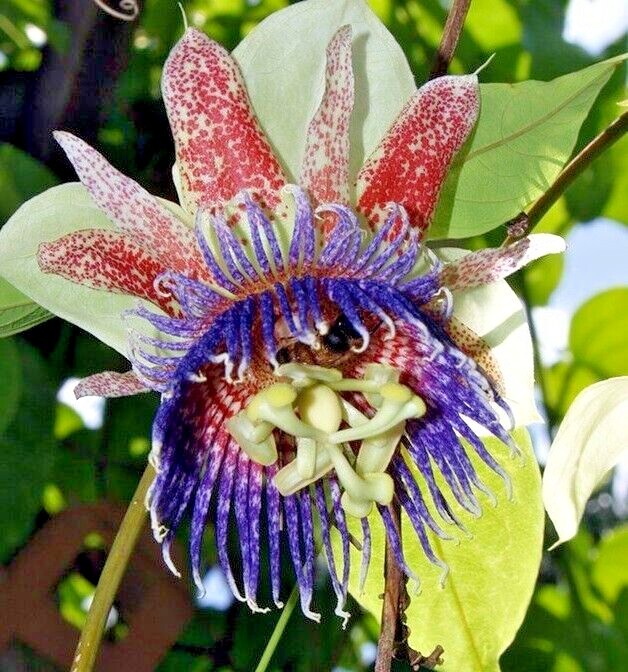 SWEET CALABASH Seeds *FREE Shipping!* Passiflora maliformis Fruit Vine 10+ SEEDS