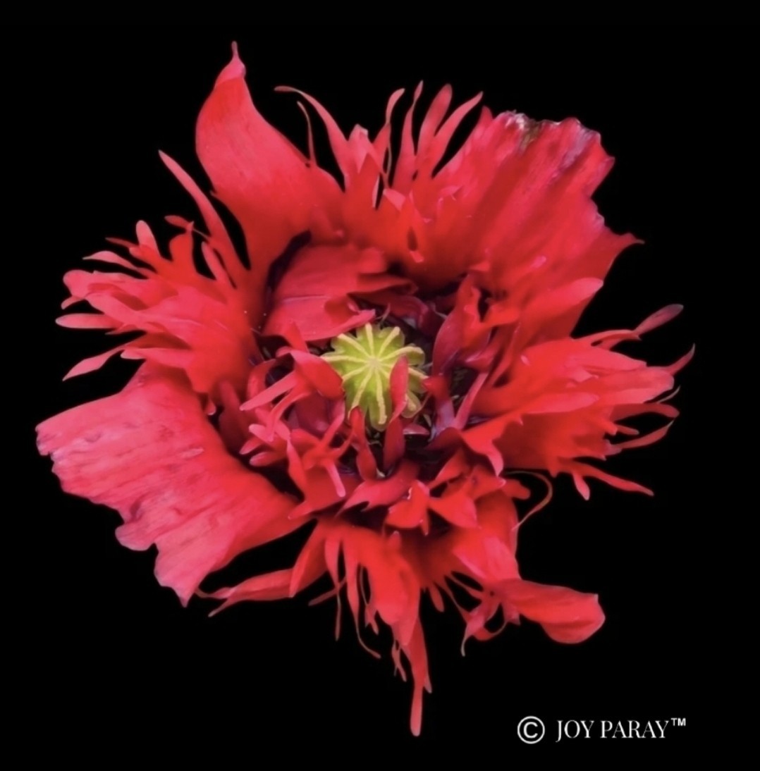 Variety Poppy Seed Mix Papever Somniferum Seeds 1000 Seeds Easy Germinate