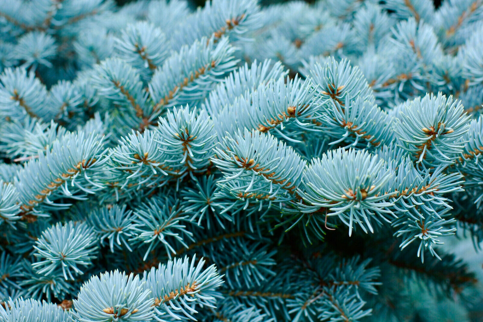 50 COLORADO BLUE SPRUCE TREE SEEDS (Picea pungens) “Glauca” Cold Hardy Plant