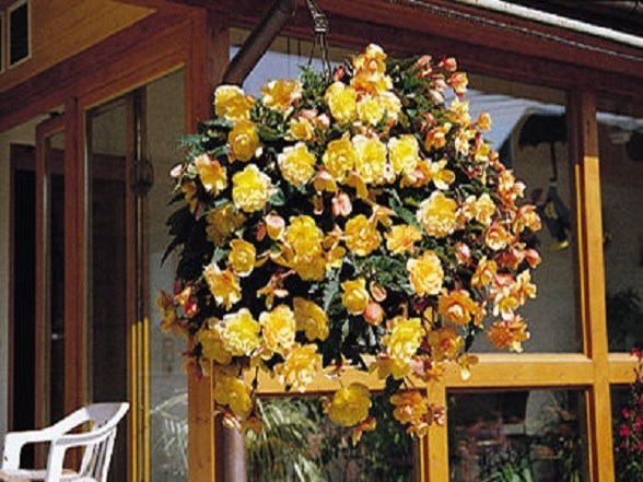 15 Seeds Begonia Illumination Apricot Pelleted FLOWER SEEDS illumination