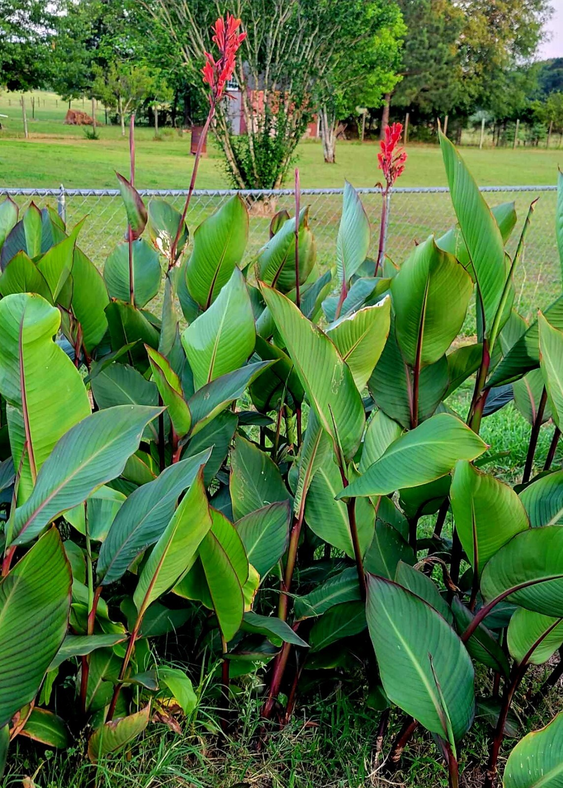 20 Red Canna Lily Seeds 2023 for 2024 Season Flower Tender Perennial