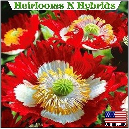 5,000 Danish Flag Stratified Poppy Seeds For Planting Great Reseller Opprtunity