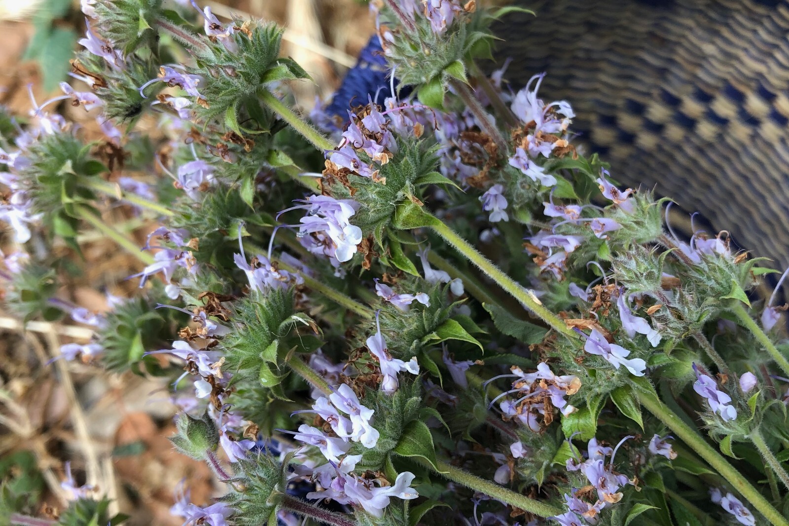Black Sage Seeds Salvia mellifera Non-GMO Certified Organic Bulk and Packet Size