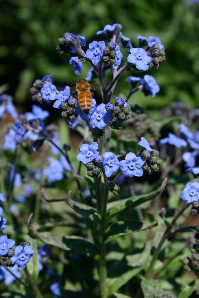 Chinese-Forget Me Not, 200+ Flower Seeds, Heirloom~Non-GMO Free Shipping~USA.