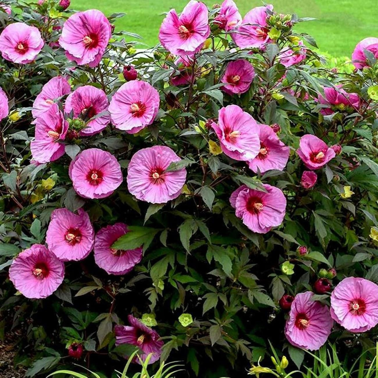 120+ PCS Mixed Giant Hibiscus Seeds for Planting Flowers Perennial Flower Out…