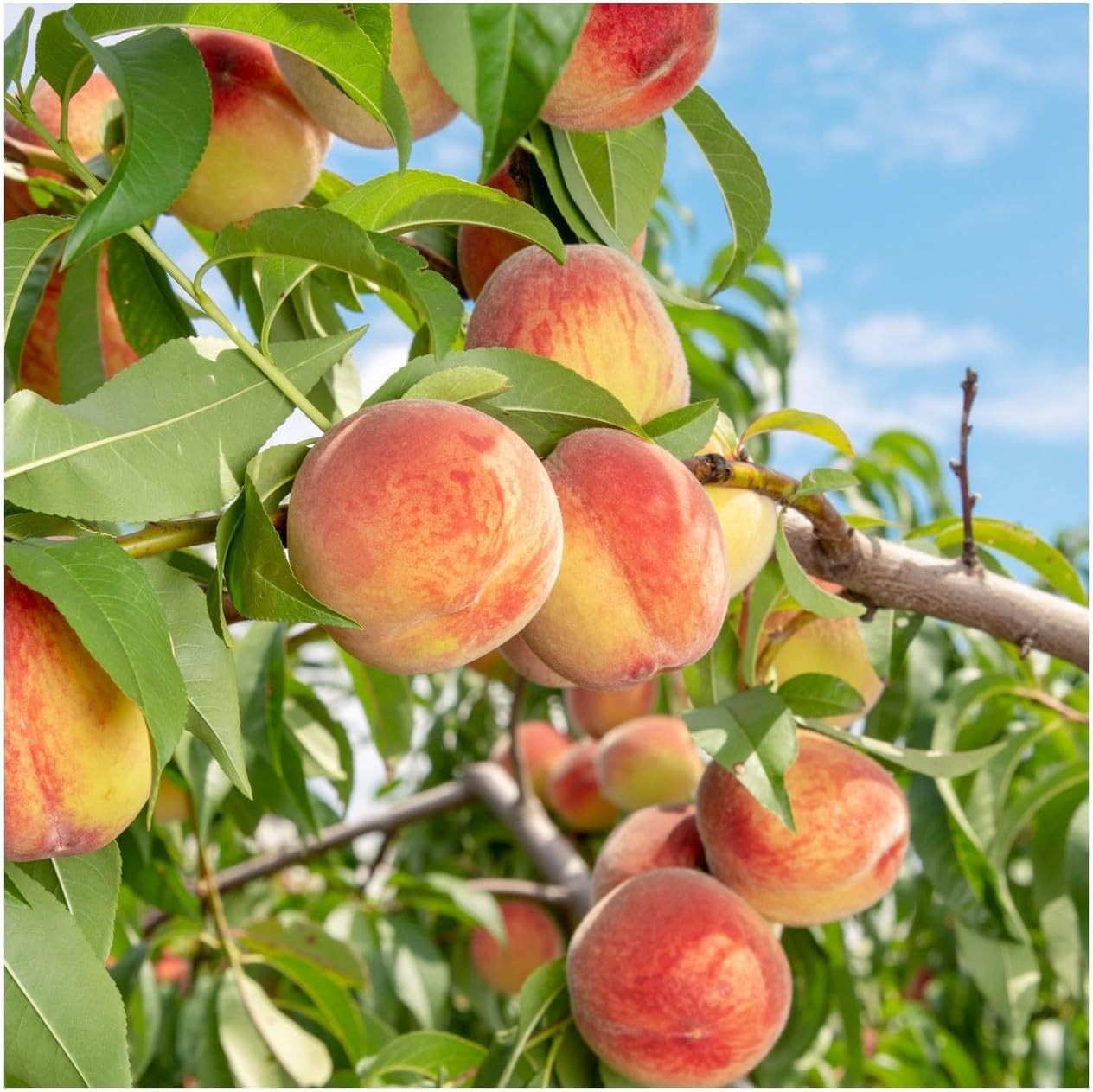 Peach Tree Seeds 5pcs – Sweet Juicy Fruit Variety – Non-GMO Hardy, Fast-Grow
