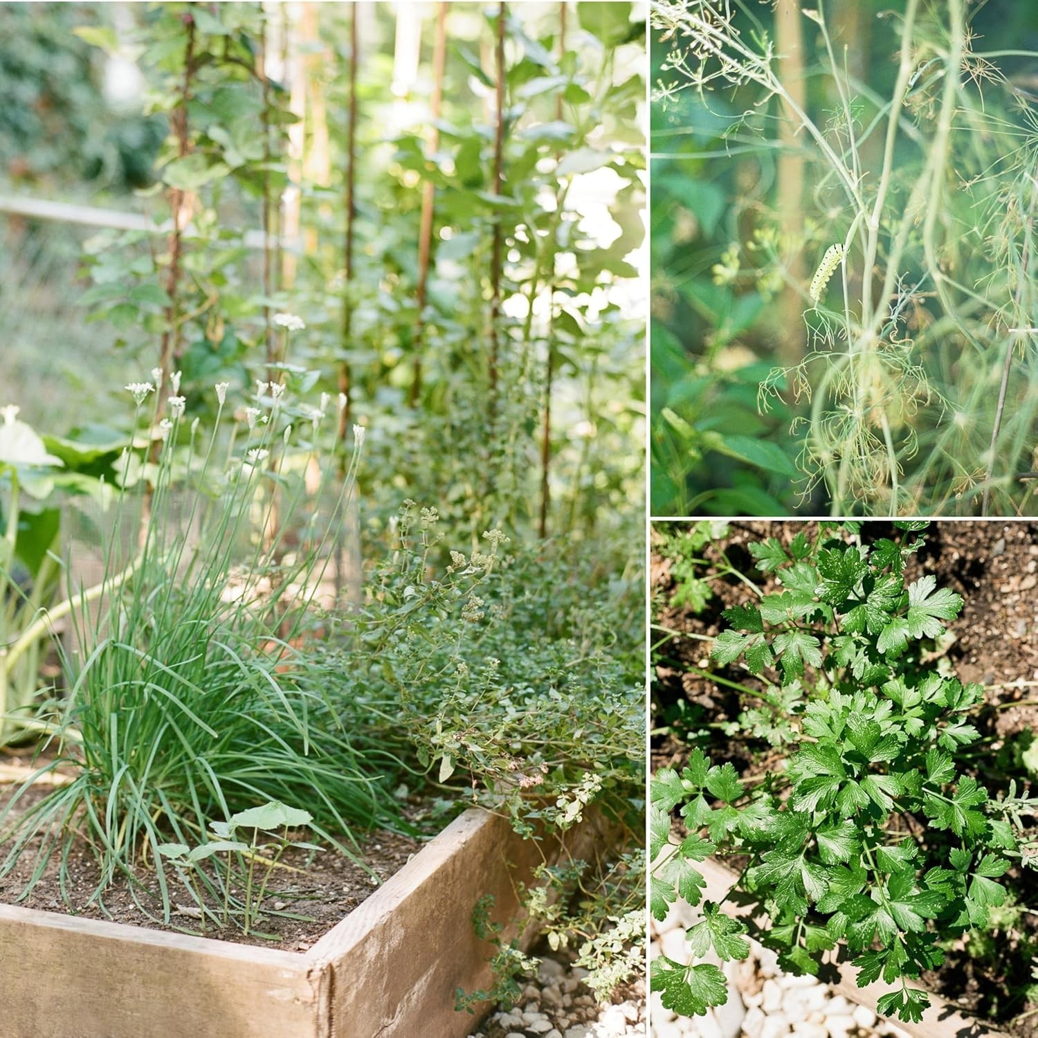 Certified Organic Herb Seeds 20-Pack ? Non GMO, Heirloom ? Seed Starting Video