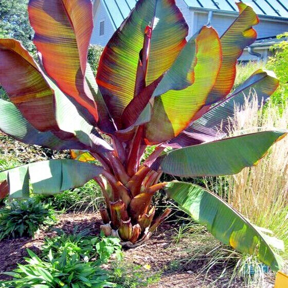 10 Red Abyssinian (Musa Ensete ventricosum) False Banana Plant Tree Seeds RARE
