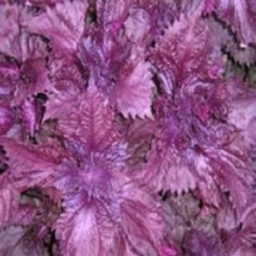 100+ Frutescens Perilla Flower Seeds / Dried leaves are sweeter than sugar
