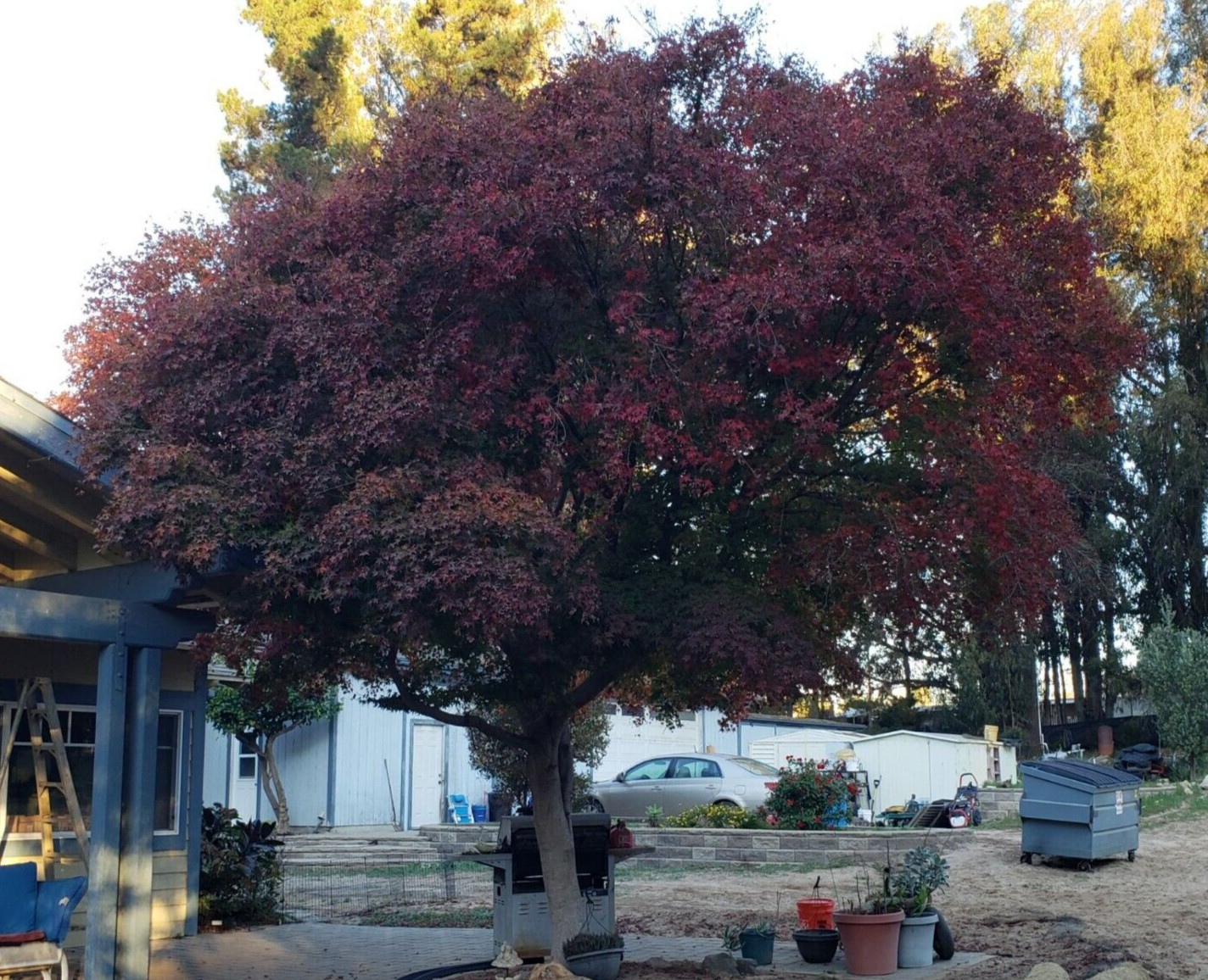 Japanese Maple Tree Seeds (Acer palmatum), 50 Fresh seeds