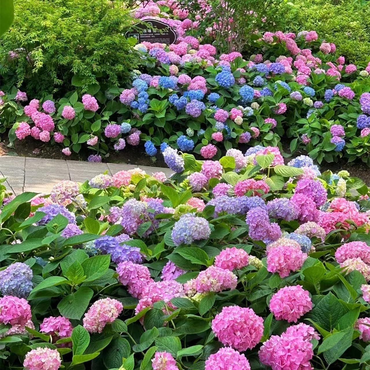 Hydrangea Seeds 150PCS – Non-GMO, Easy Germination for Stunning Outdoor Gardens