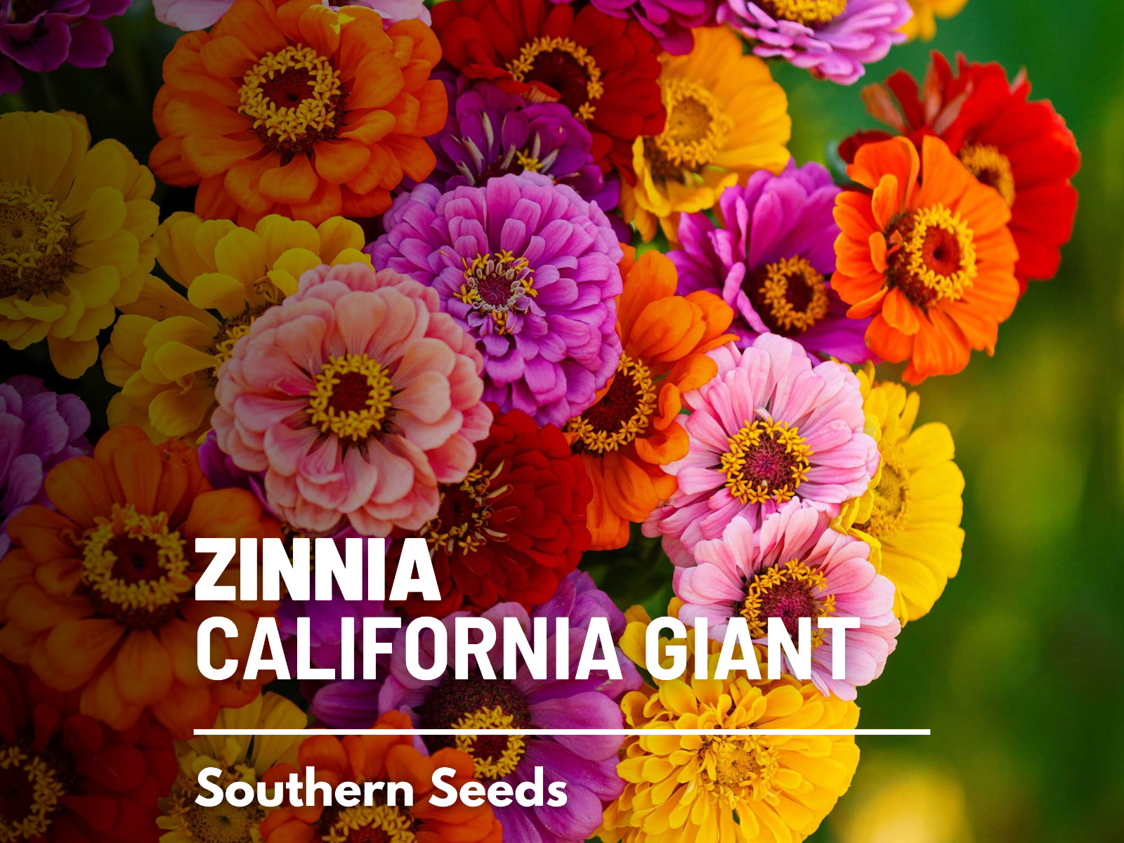 Zinnia, California Giant – 100 Seeds – Easy to Grow – Heirloom – NonGMO