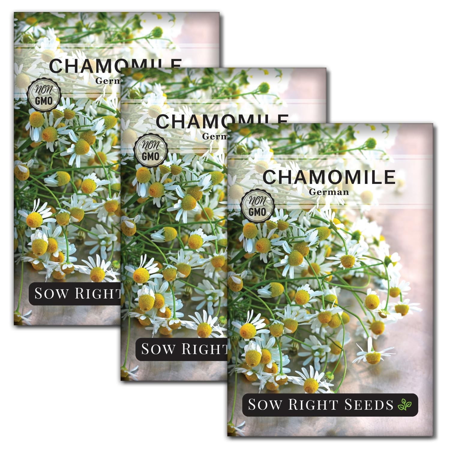 German Chamomile Seeds NonGMO Heirloom for Herbal Tea & Home Remedies