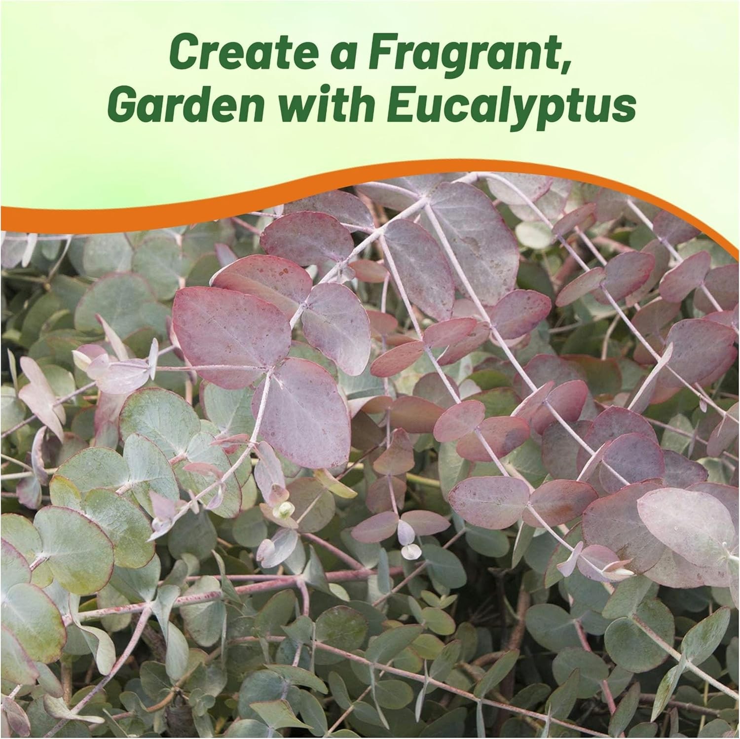 25 Seeds Eucalyptus Seeds – Eucalyptus Cinerea Silver Dollar Seed