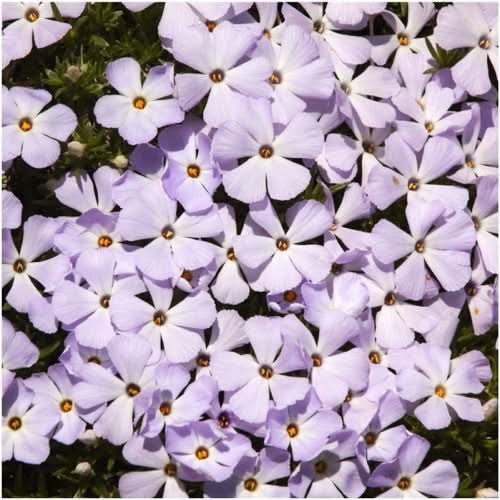 Mountain Phlox Seeds For Planting (Linanthus grandiflorus)