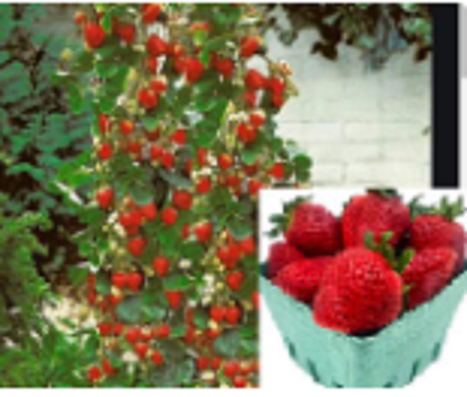 RARE CLIMBING STRAWBERRY Fruit Tree 30 + SEEDS – Combined Shipping (USA seller )