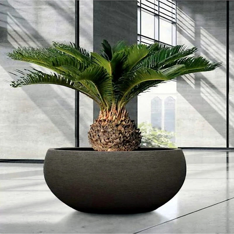 King Sago Palm Seeds (Cycas Revoluta) Rare Tropical Prehistoric Cycad Hardy-8
