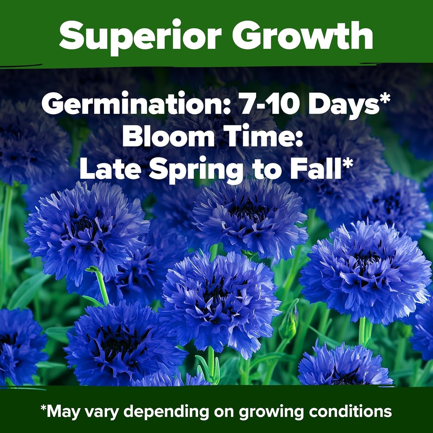 Stunning 6000 Cornflower Seeds – Bachelor Button for Vibrant Wildflower Spaces