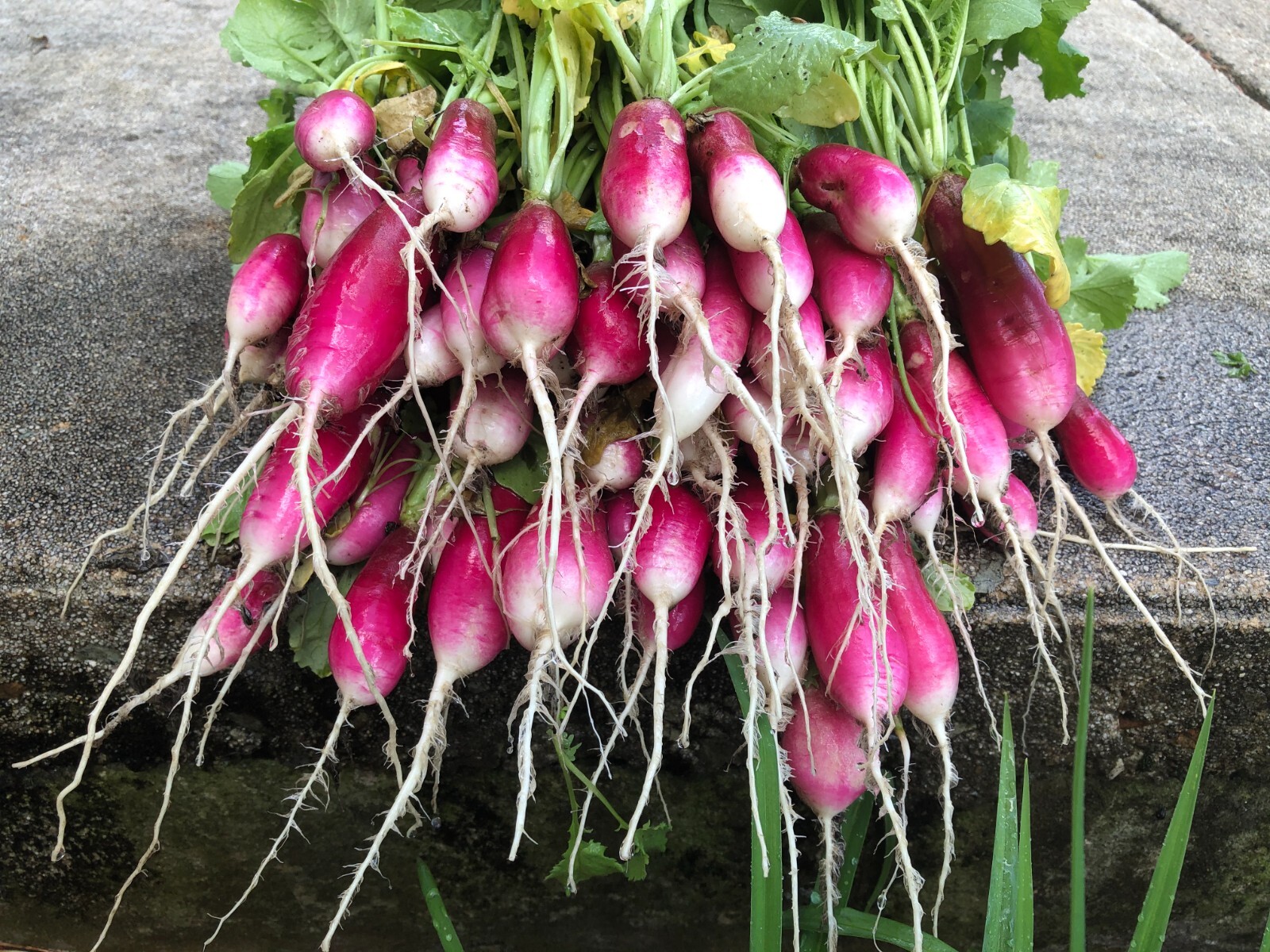 French Breakfast Radish Seeds | Heirloom | Organic