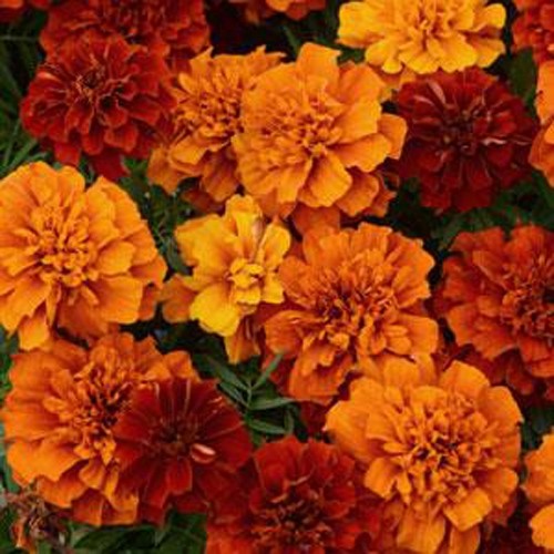 200 Seeds Tagetes Patula French Marigold Fireball Plant Flower Seeds