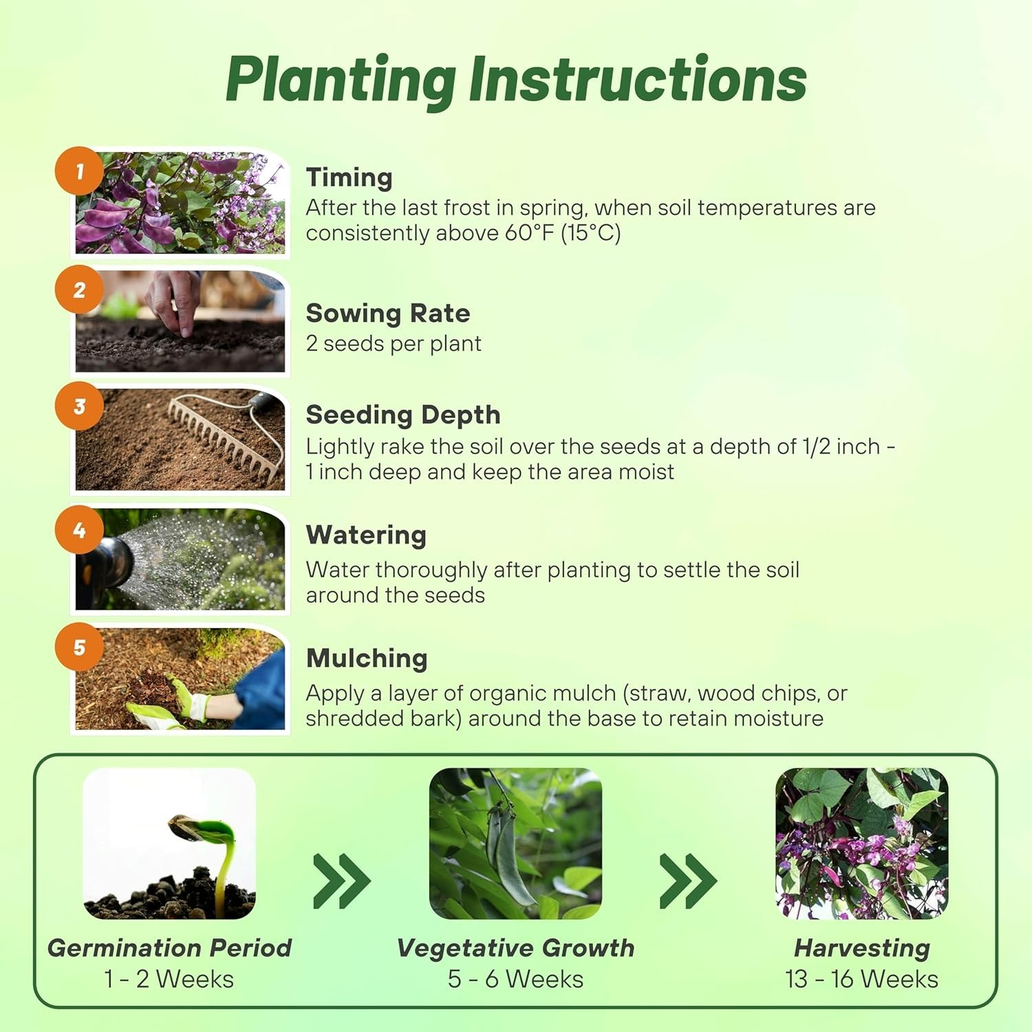 Perennial Edible Hyacinth Bean Seeds – Attracts Hummingbirds & Butterflies