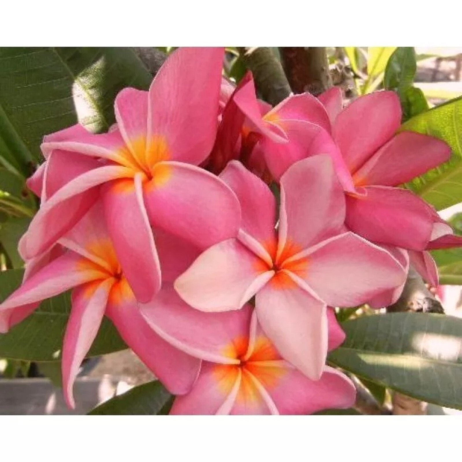5 Blush Coral Plumeria Seeds Perennial Flowers Flower Frangipani Seed US SELLER