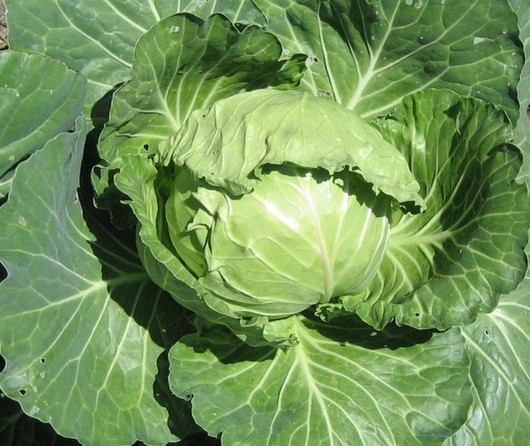 Late Flat Dutch Cabbage Seeds 300+ Vegetable Garden NON-GMO USA FREE S&H