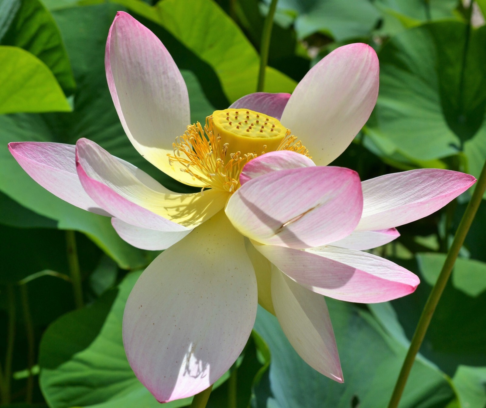 5 Nelumbo Seeds – Wild Indian Lotus – Lily- Water Plant Seeds
