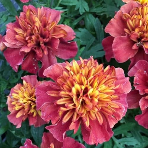 100PCS French Marigold Strawberry Blonde Seeds Tagetes Patula Heirloom Flower