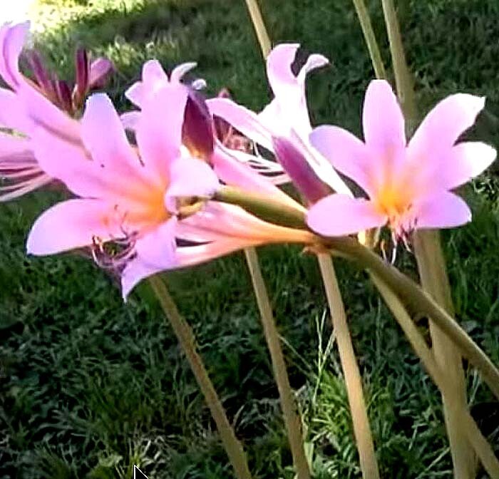 1 Mature Amaryllis Belladonna Lily Pink Naked Ladies Plant Bulb.