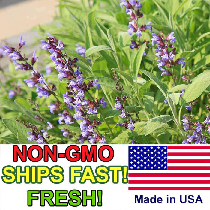 Sage Seeds for Planting | Non-GMO, Heirloom | Fresh Garden Seeds from USA