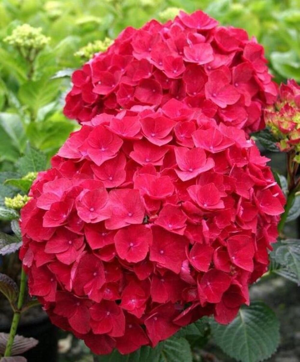 20 SEEDS for Red HYDRANGEA RARE flower exotic bush plant USA Seller 5B