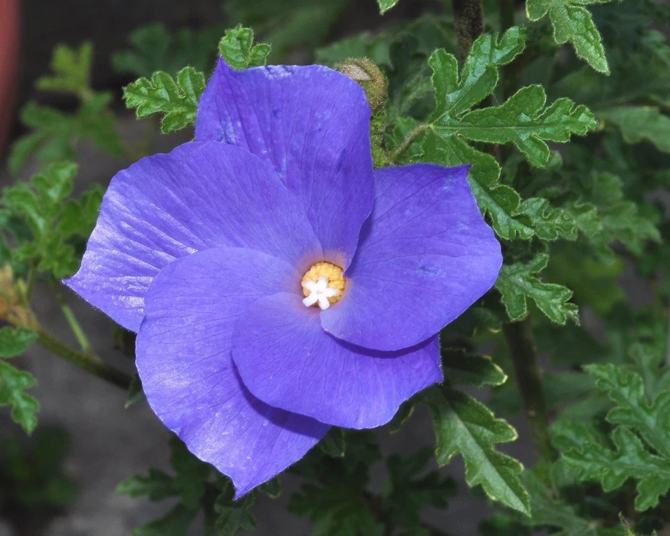 ~~Alyogyne huegelii Blue Hibiscus~~ Live Well Rooted STARTER Plant~~