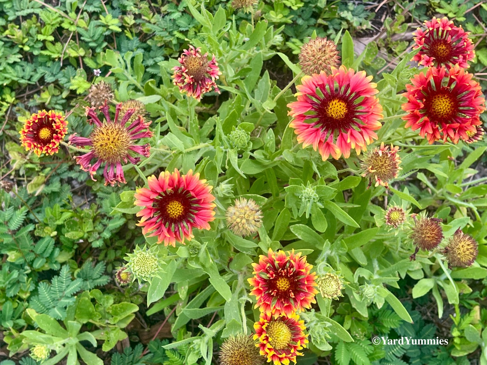 Lorenziana Gaillardia Indian Blanket Flower Double Sunset 100 SEEDS Heirloom
