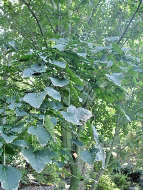15 GROSSER’S MAPLE SEEDS – Acer davidii subsp. grosseri
