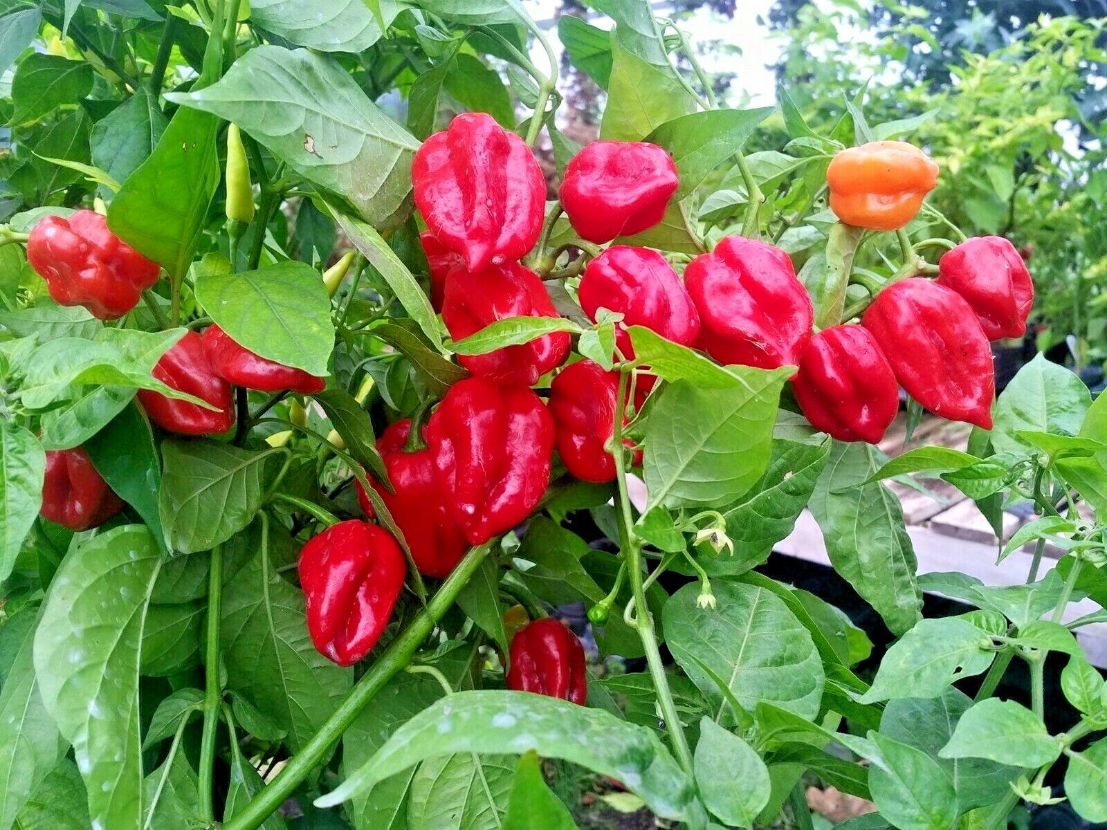 51+Red Caribbean HABENERO Hot PEPPER Seed Organic Vegetable Garden Container