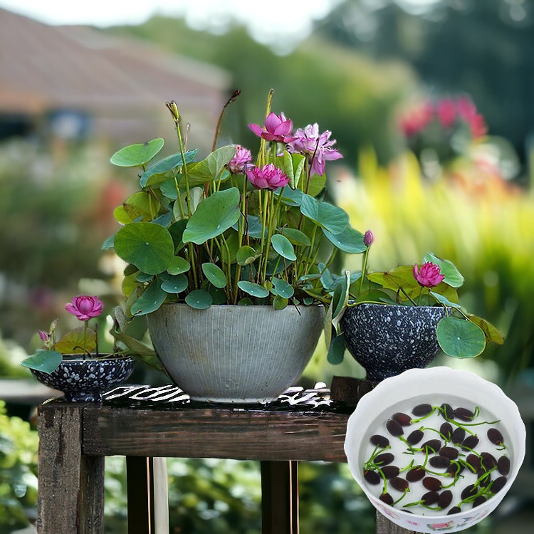 10pcs Germinated Lotus Seeds, Ready to Plant – Mixed Color Bonsai Bowl Lotus.