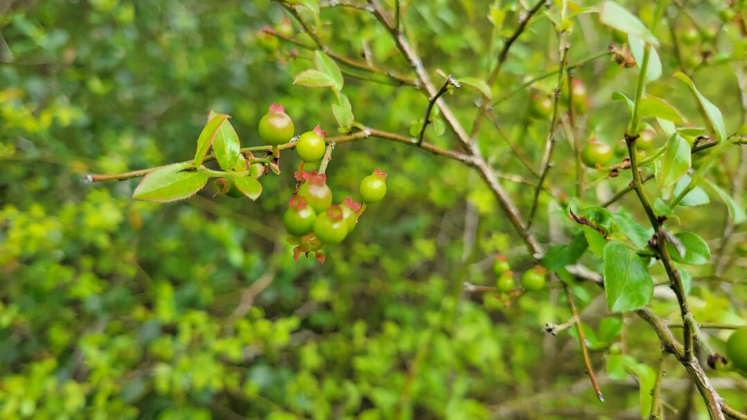 Elliott’s Blueberry | 25 Seeds | Vaccinium elliottii | Florida Native Ecotype