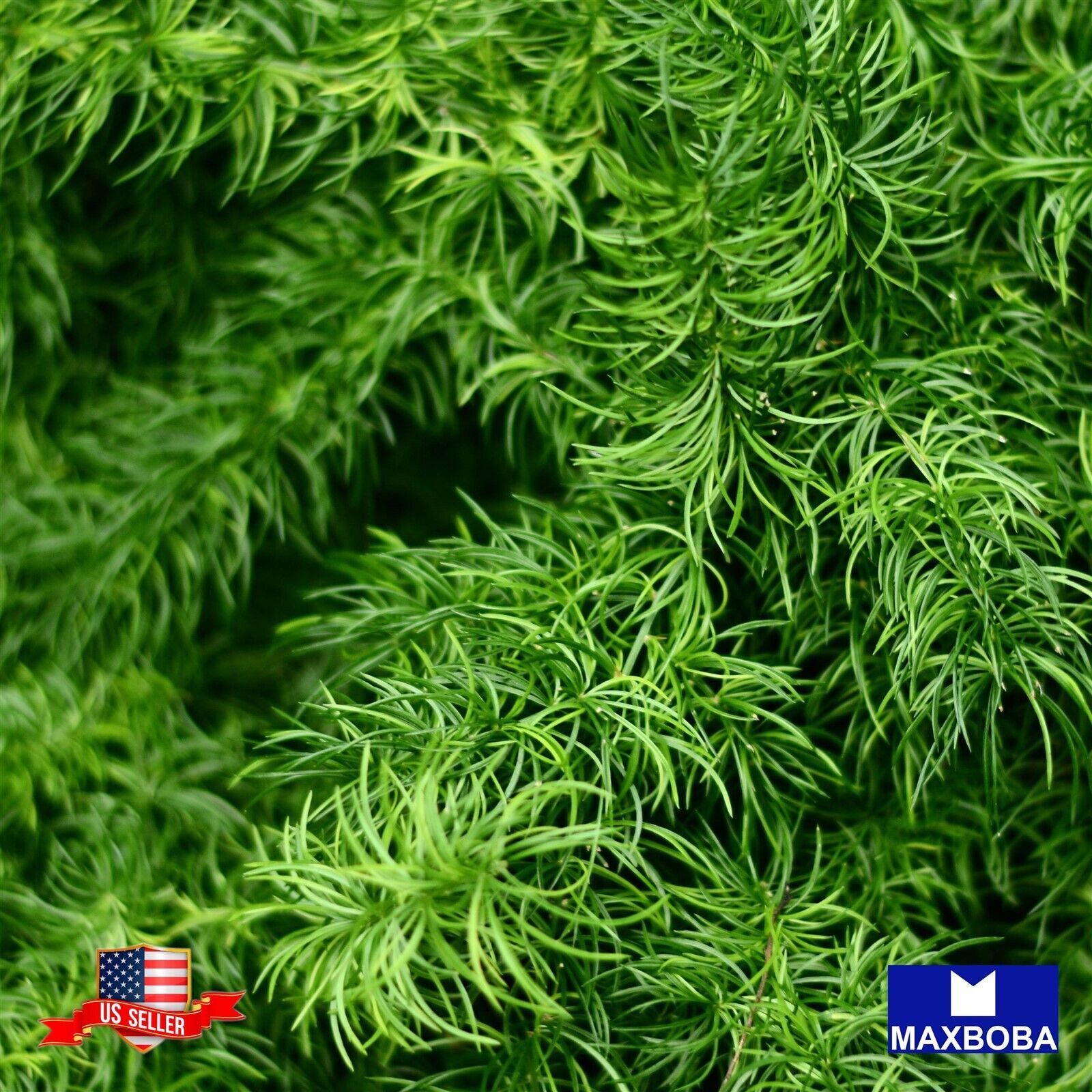 08 Asparagus Seeds Fern Sprengeri Non-GMO BOGO 50% OFF