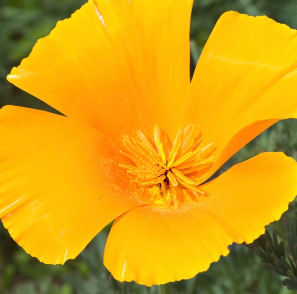 75+ Extra Golden California Poppy – Fresh Seeds – 🐝 – Non-GMO, USA Seller 🇺🇸
