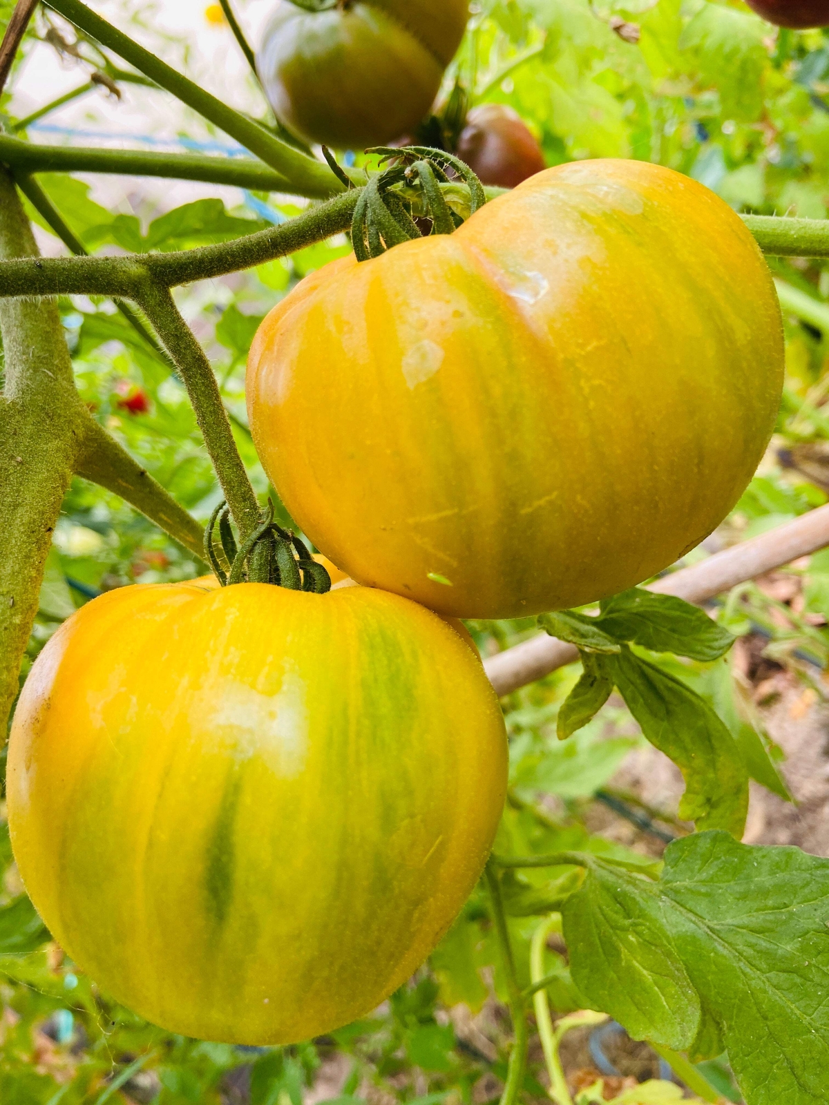 50 PINEAPPLE TOMATO Heirloom Beefsteak Indeterminate Solanum Fruit Vegetable See