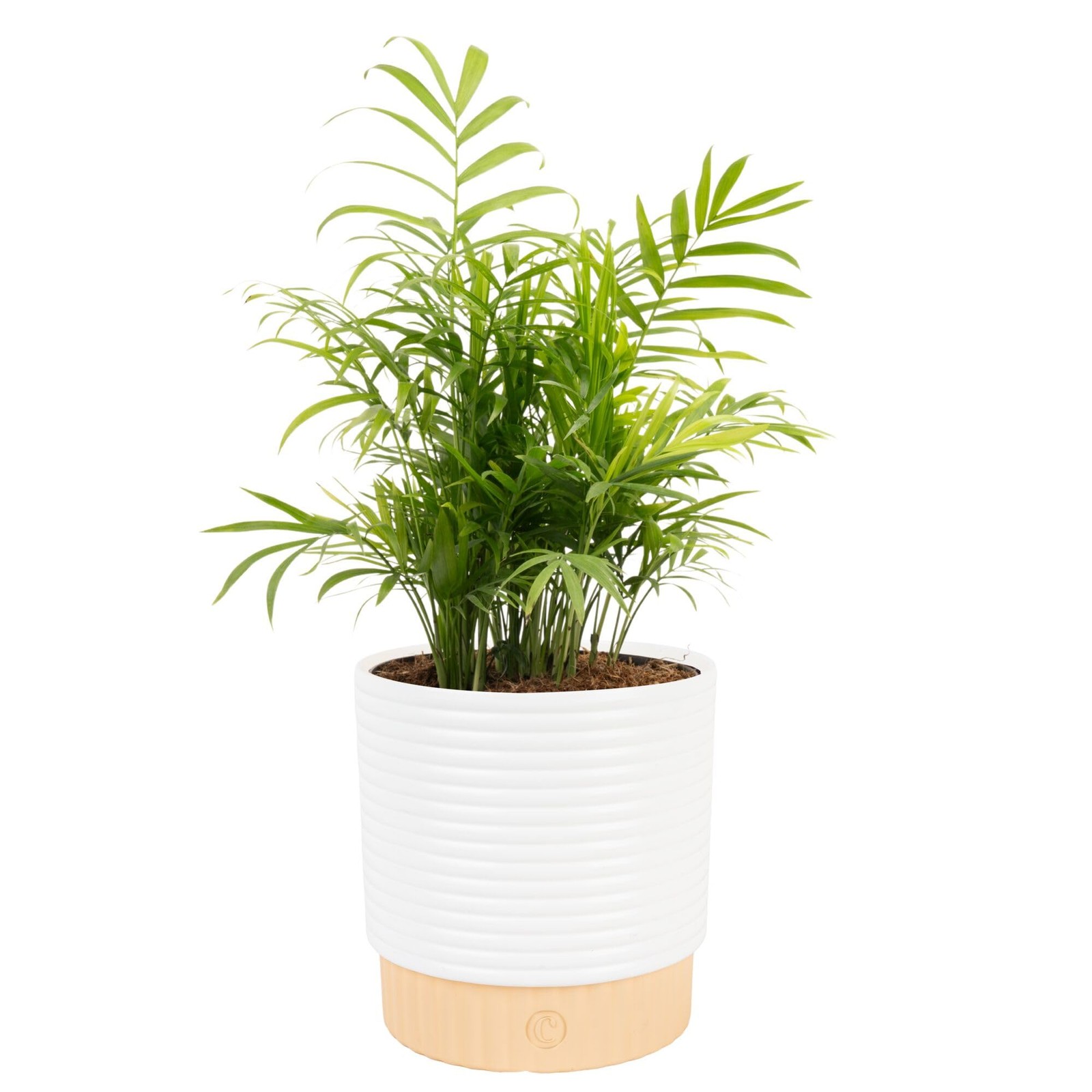 Parlor Palm Live Plant in Decorative Pot, Air Purifying Indoor Houseplant, Pe…
