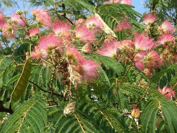 20 Mimosa Tree Seeds (Albizia julibrissin) Persian Pink Silk Flower Plant Bonsai