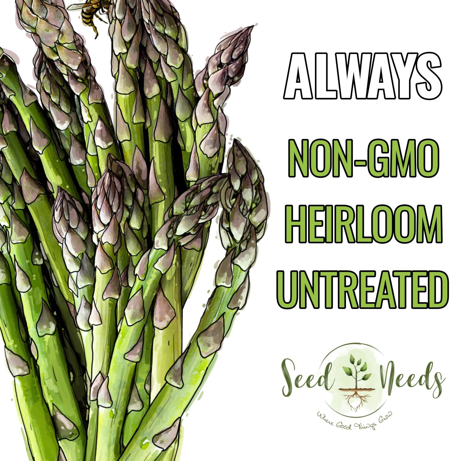 Non-GMO Heirloom Asparagus Seeds – Mary Washington Perennial Vegetable (5 Packs)