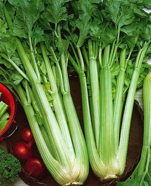 Celery Seeds, Utah Tall, Heirloom Herb Seeds, Non-Gmo Vegetable Seeds, 100ct