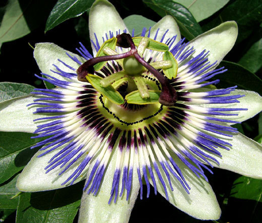PASSION FLOWER BLUE Passiflora Caerulea – 100 Bulk Seeds