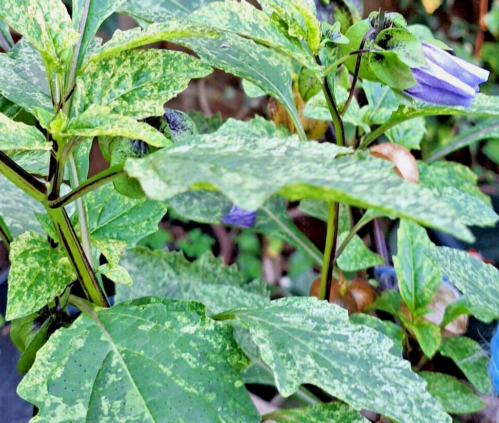 NICANDRA SPLASH OF CREAM 75 SEEDS, SHOO-FLY PLANT, NICANDRA PHSALODES VAR.