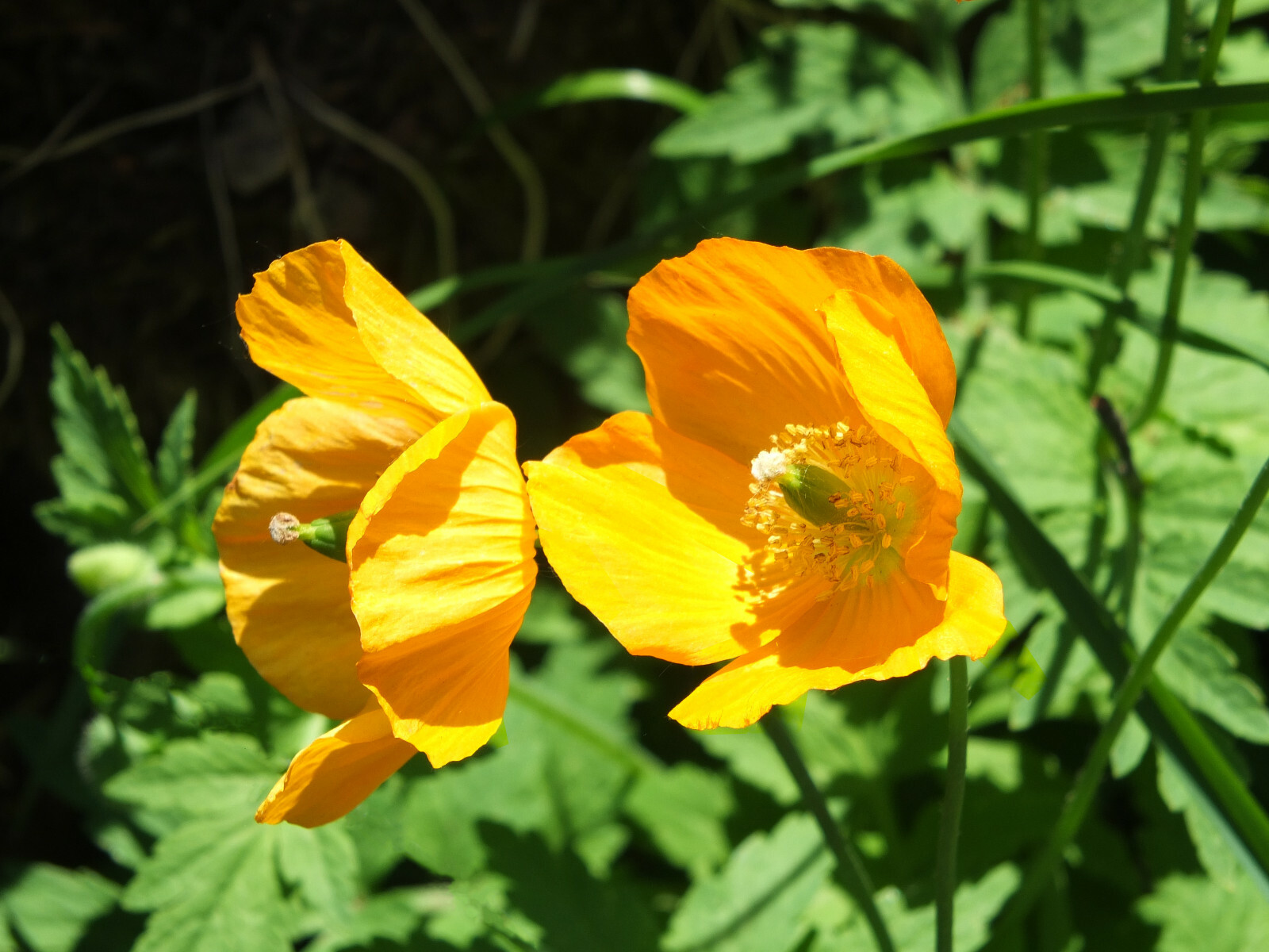 Welsh poppy 150+ seeds, orange and yellow mixed, hardy, meconopsis cambrica