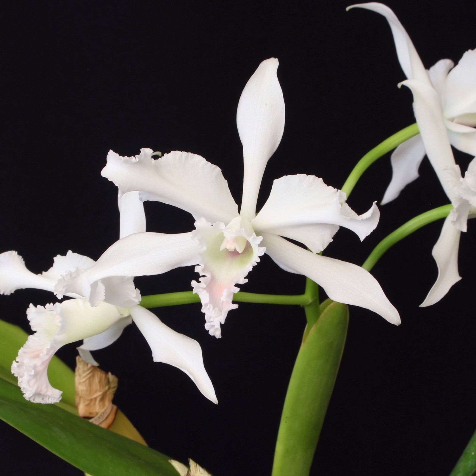 Laelia crispa var. carnea ‘Equilab’ x self- CATTLEYA ORCHID *SEED*